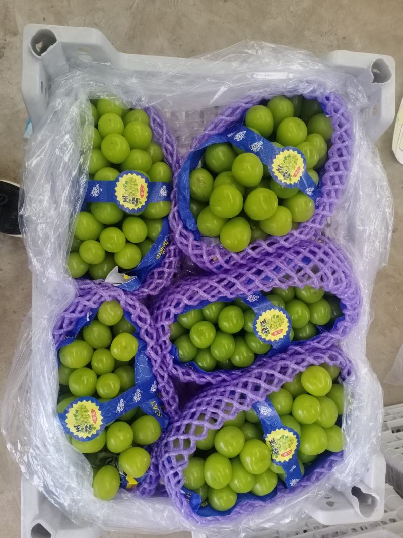 七月中旬开始大量供应各种葡萄，九月份阳光玫瑰大量上市