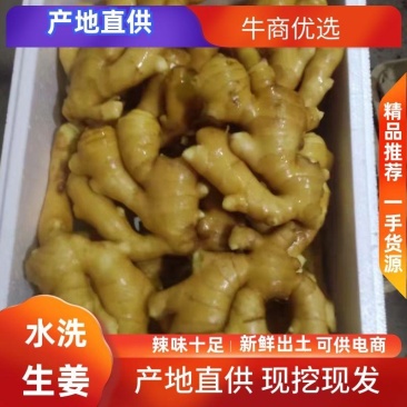 姜头产地货源质量保证商超电商大量供货