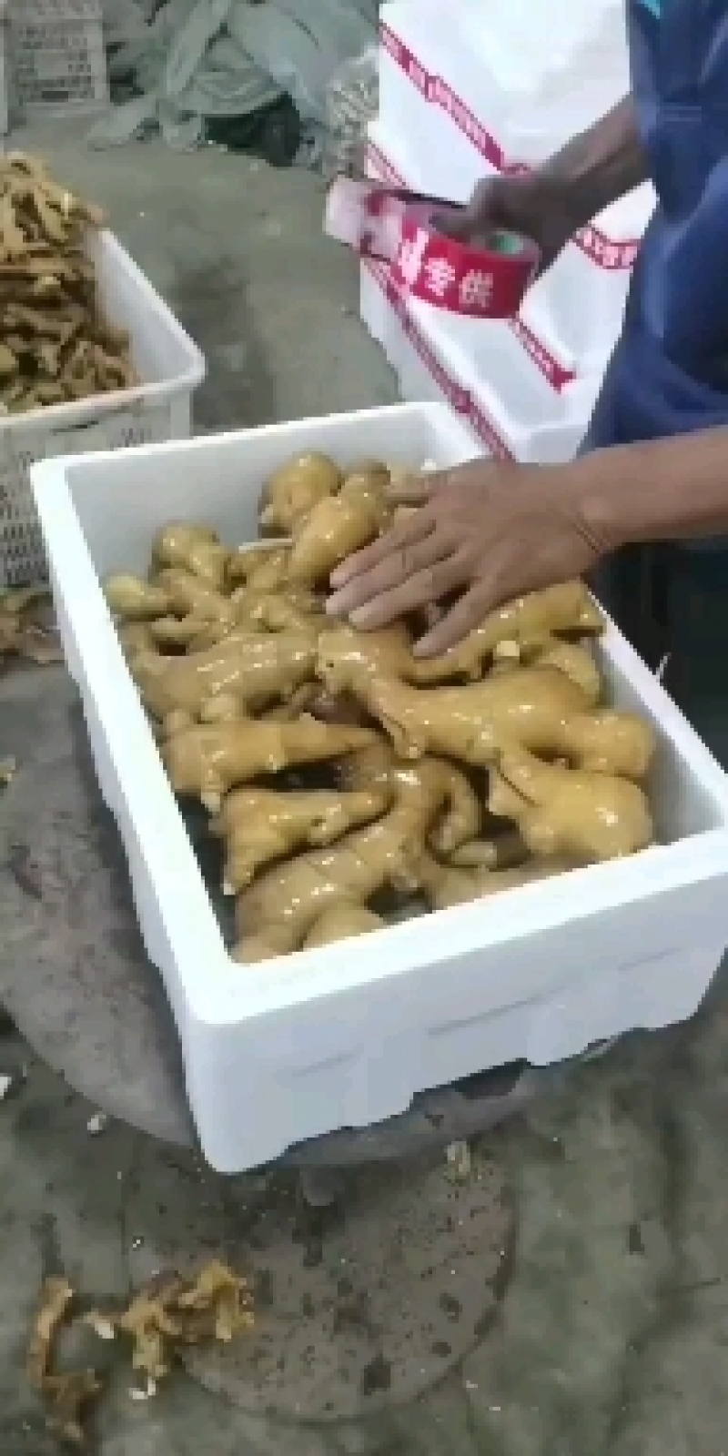 姜头产地货源质量保证商超电商大量供货