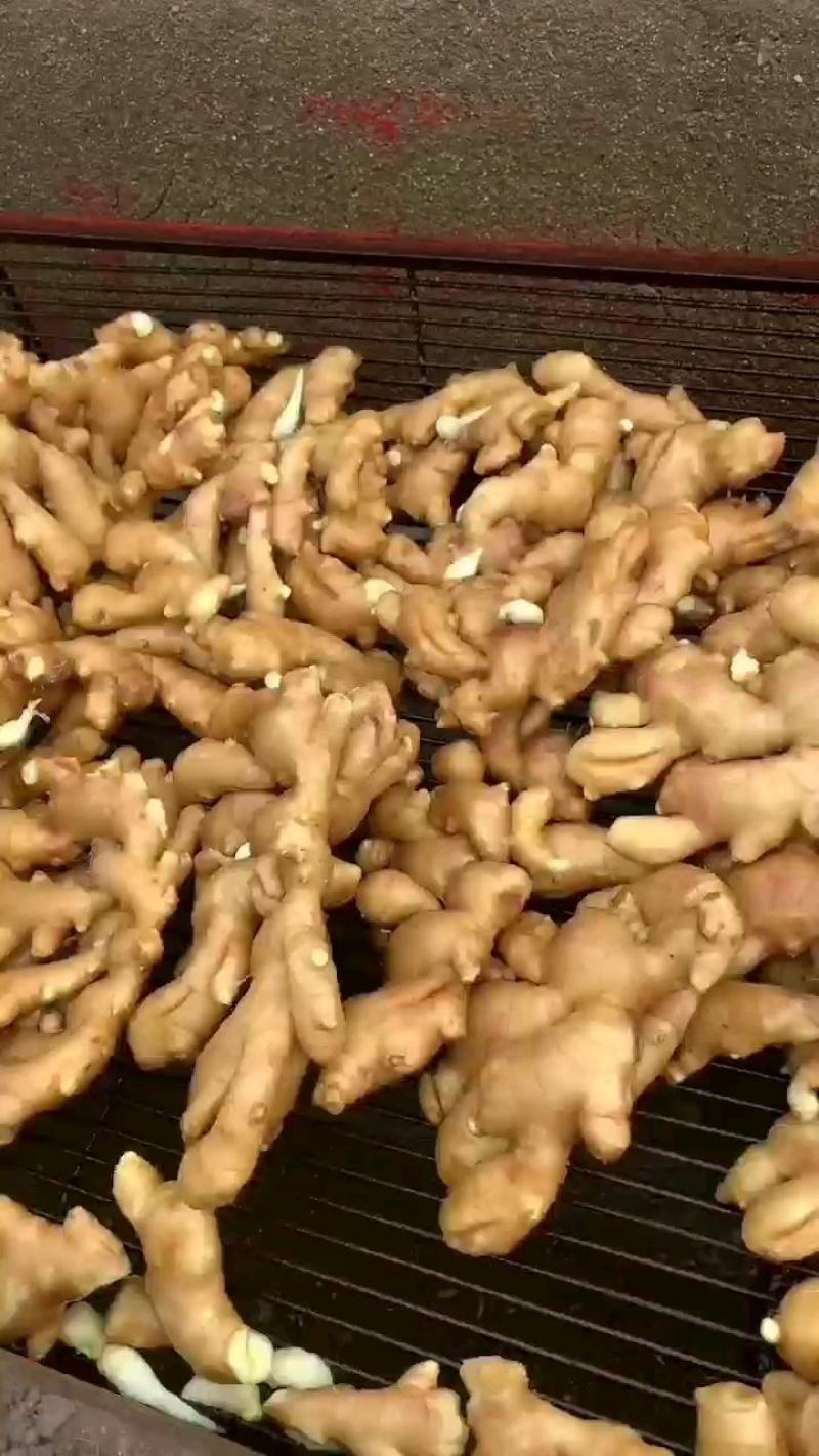 姜头产地货源质量保证商超电商大量供货