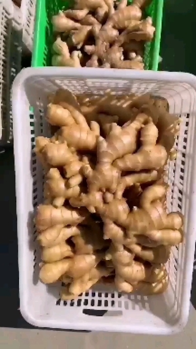 姜头产地货源质量保证商超电商大量供货