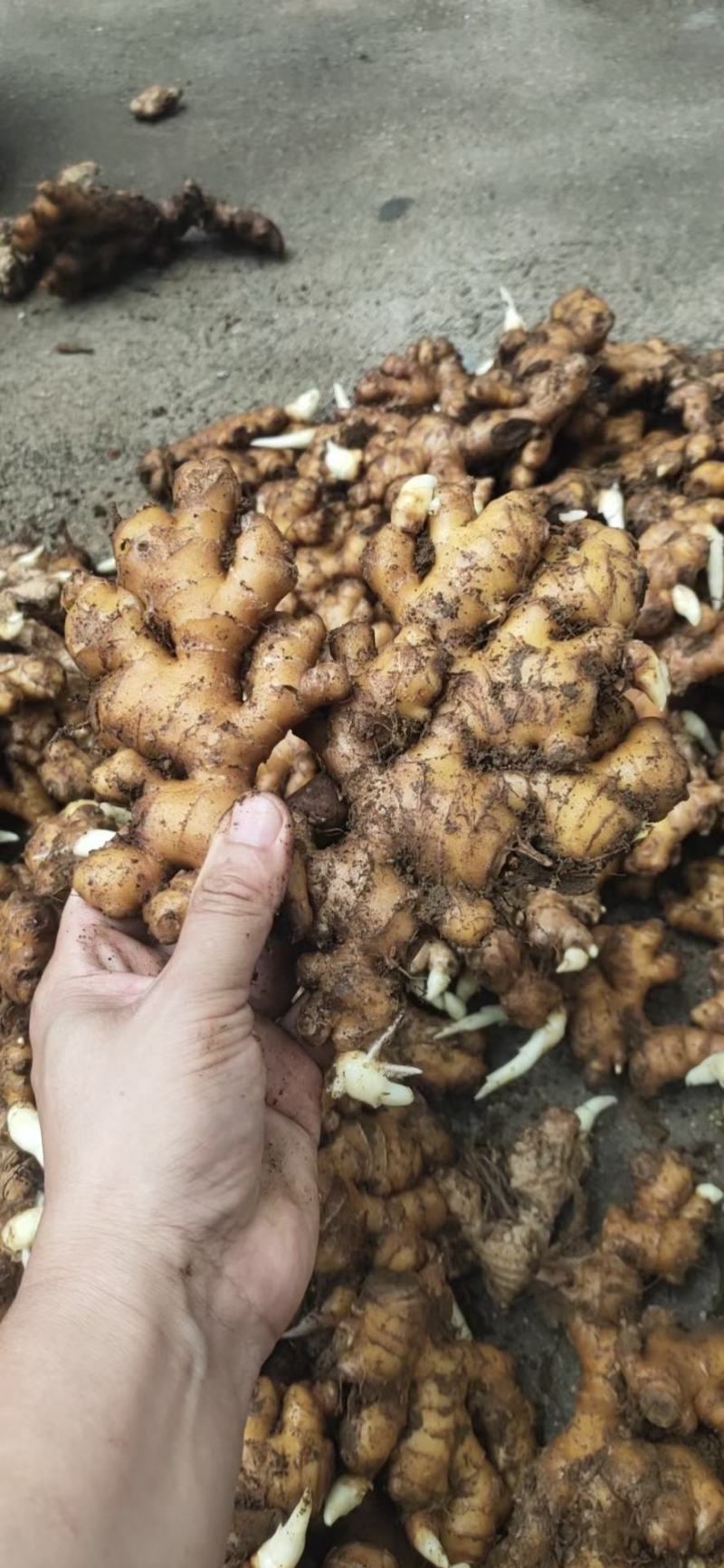 姜头产地货源质量保证商超电商大量供货