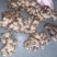 姜头产地货源质量保证商超电商大量供货
