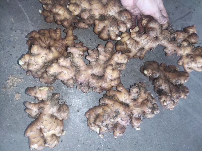 姜头产地货源质量保证商超电商大量供货