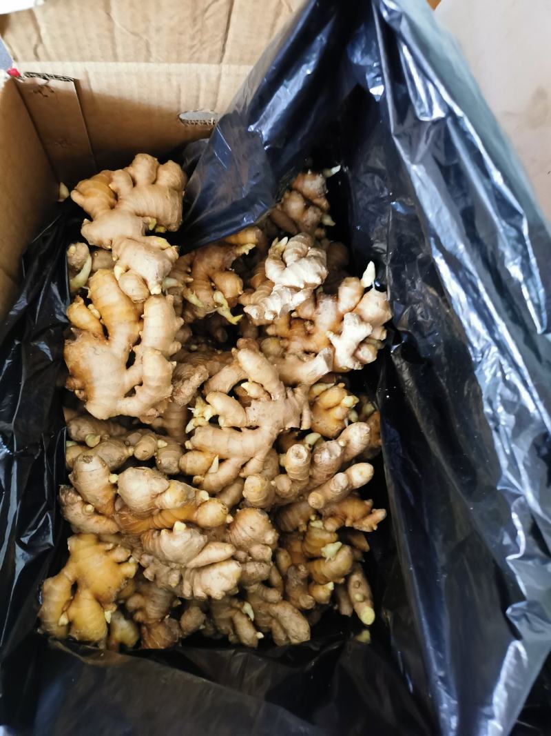 姜头产地货源质量保证商超电商大量供货