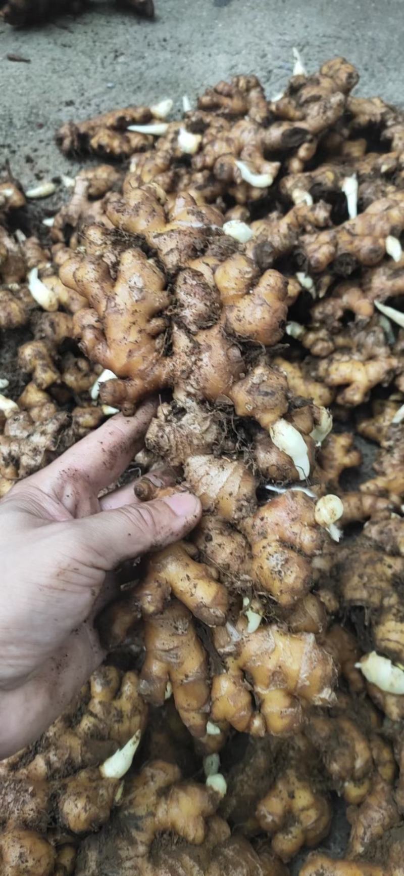 姜头产地货源质量保证商超电商大量供货