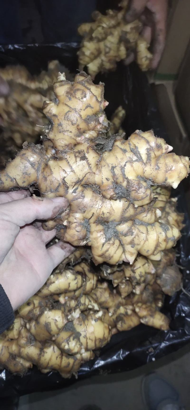姜头产地货源质量保证商超电商大量供货