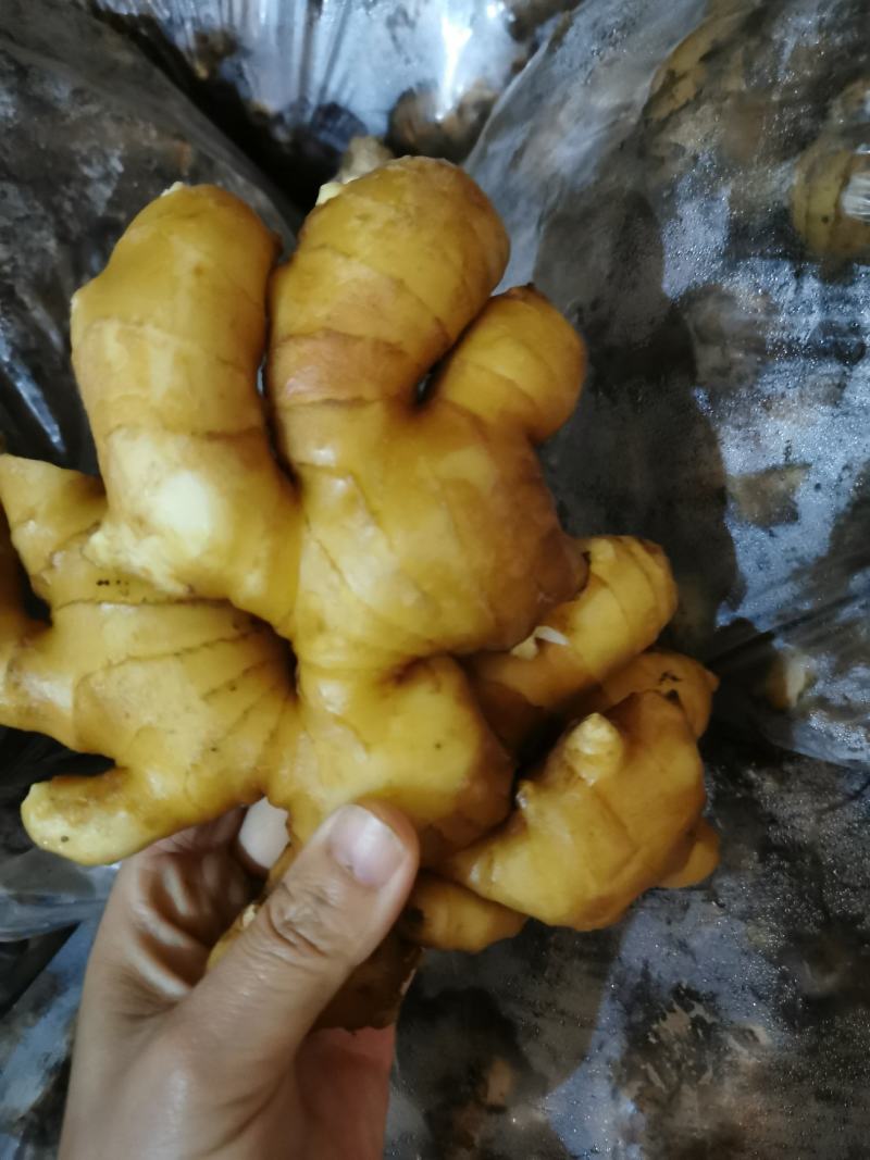 姜头产地货源质量保证商超电商大量供货