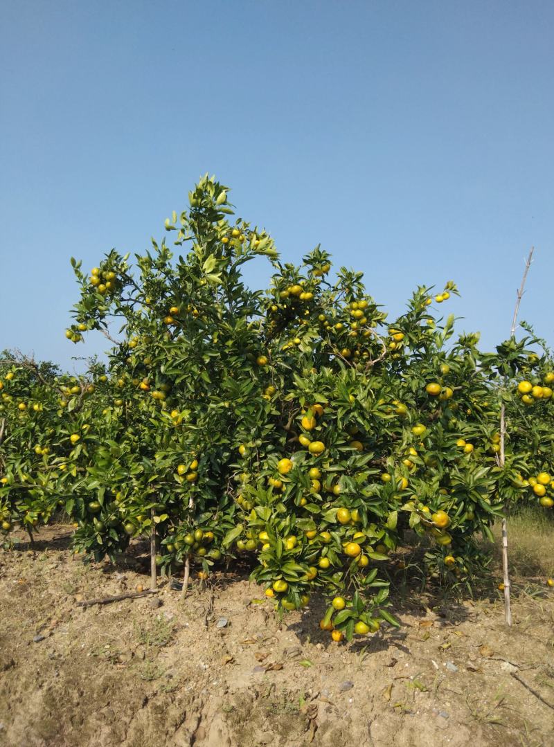 东海岸百万亩柑橘种植基地