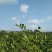 东海岸百万亩柑橘种植基地
