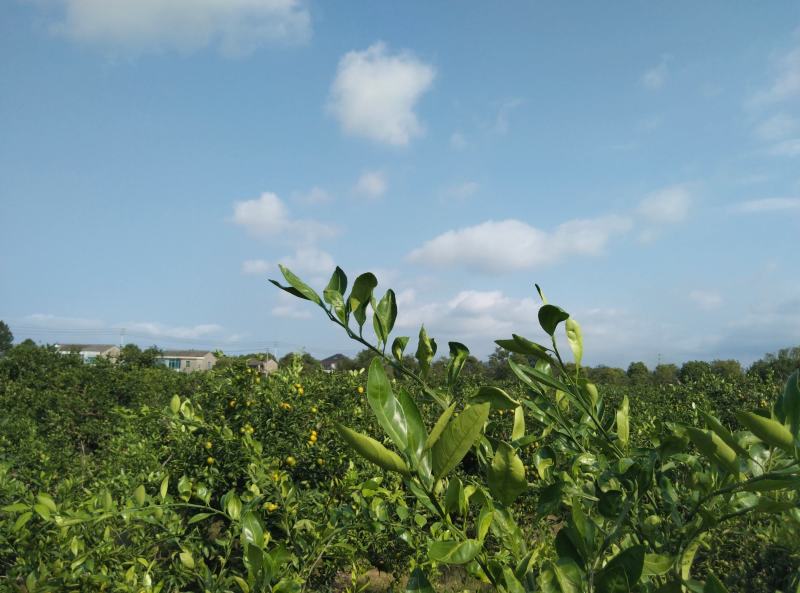东海岸百万亩柑橘种植基地