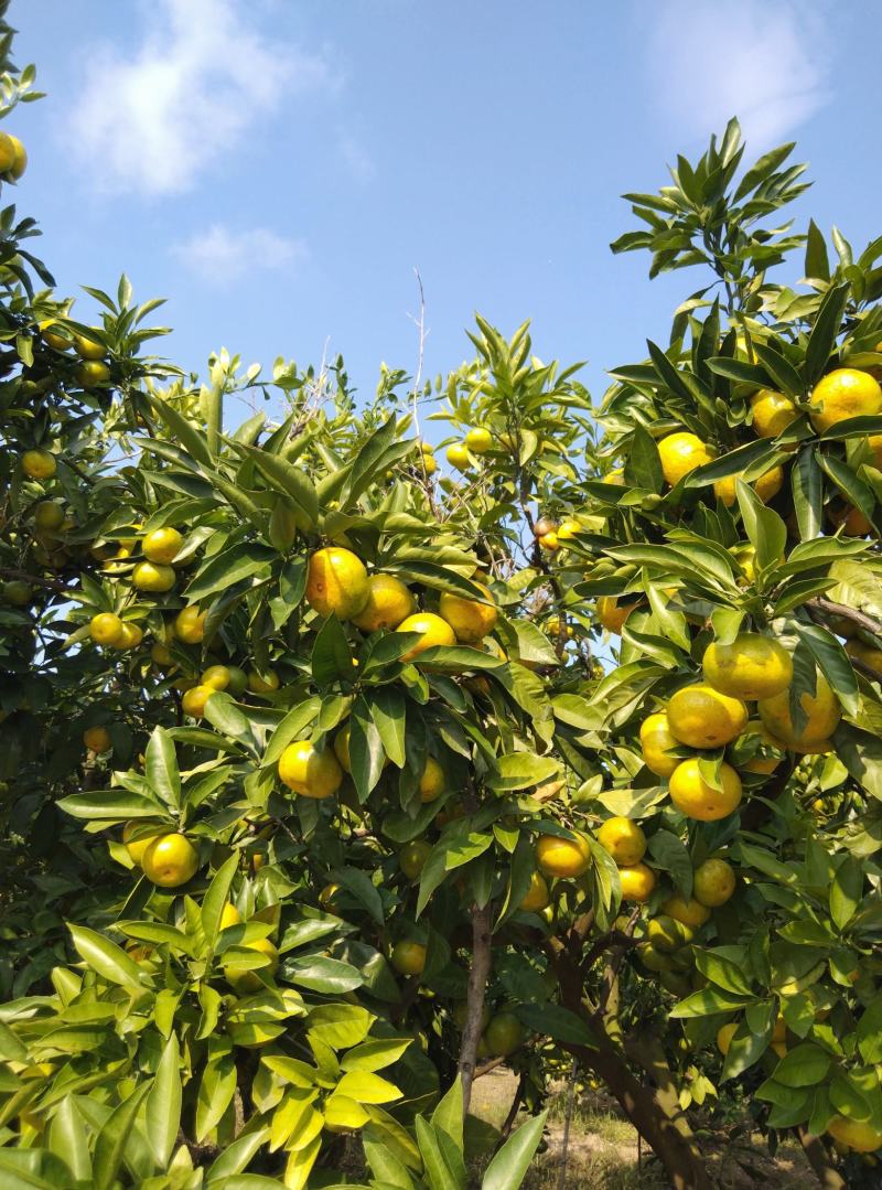 东海岸百万亩柑橘种植基地