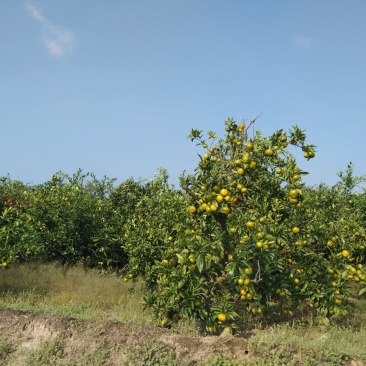 东海岸百万亩柑橘种植基地