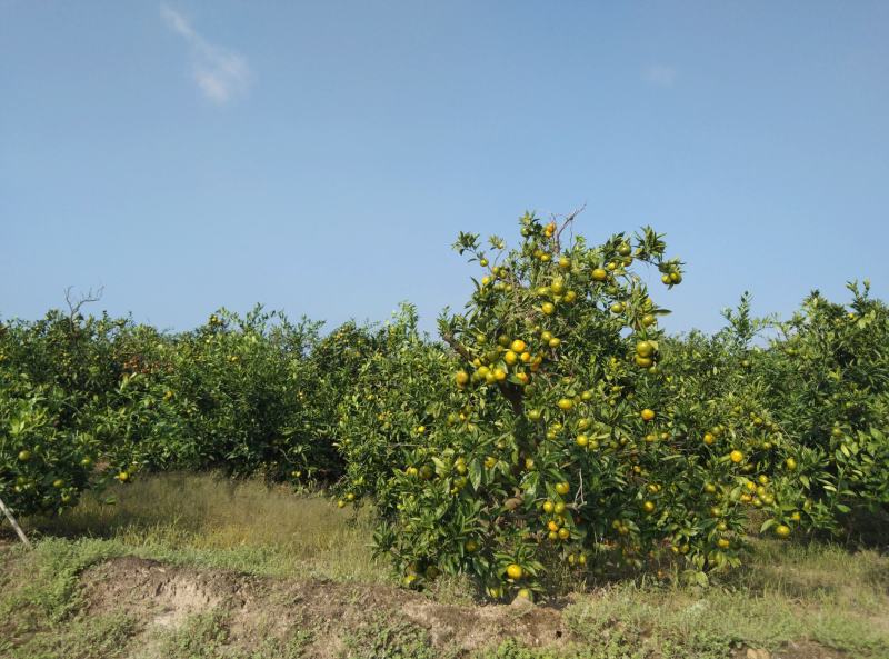 东海岸百万亩柑橘种植基地