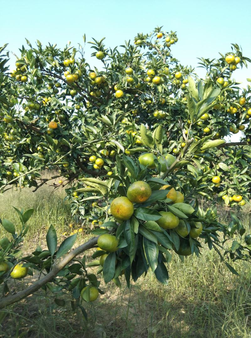 东海岸百万亩柑橘种植基地