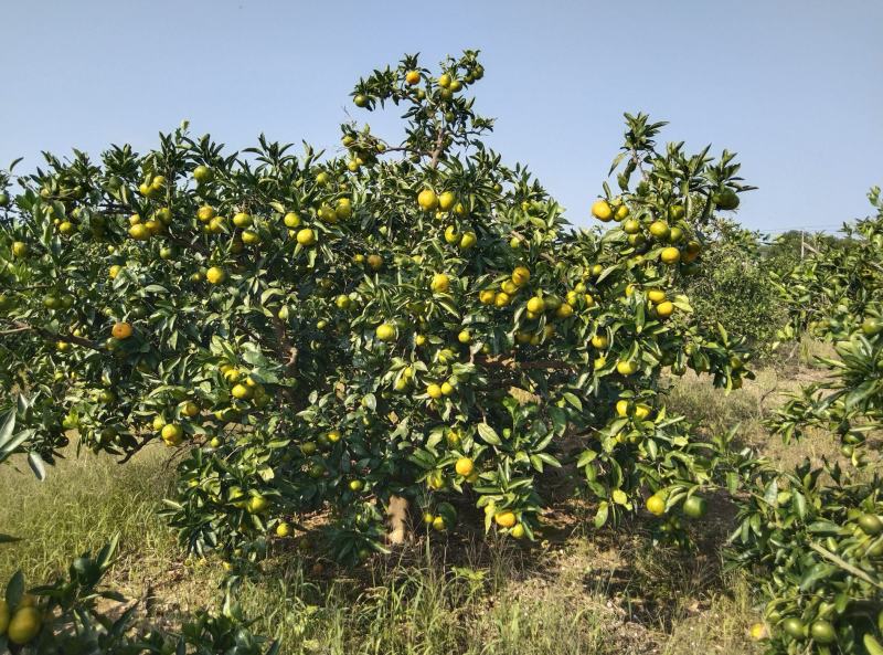 东海岸百万亩柑橘种植基地