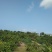 东海岸百万亩柑橘种植基地