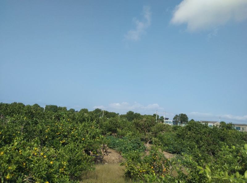 东海岸百万亩柑橘种植基地