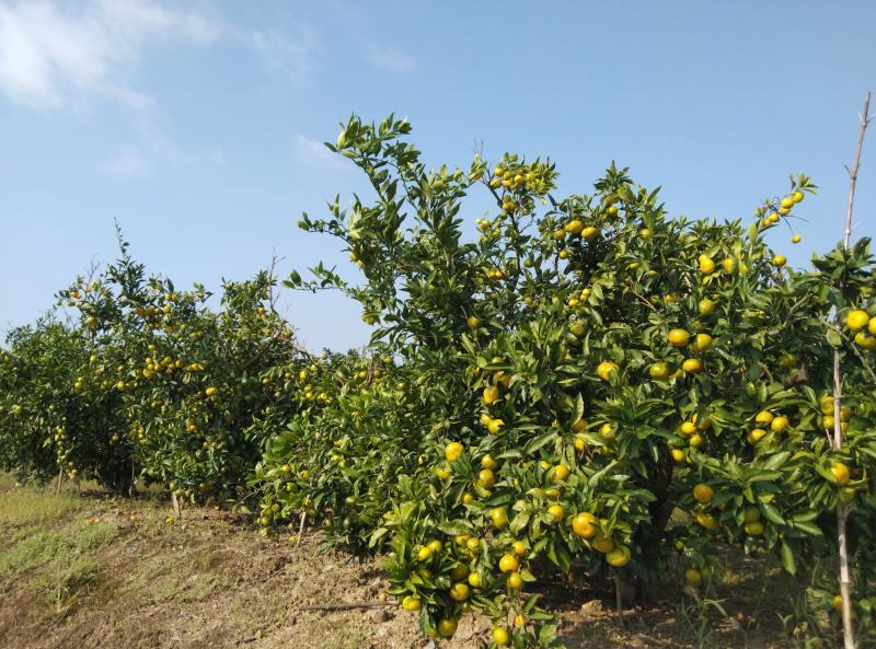 东海岸百万亩柑橘种植基地