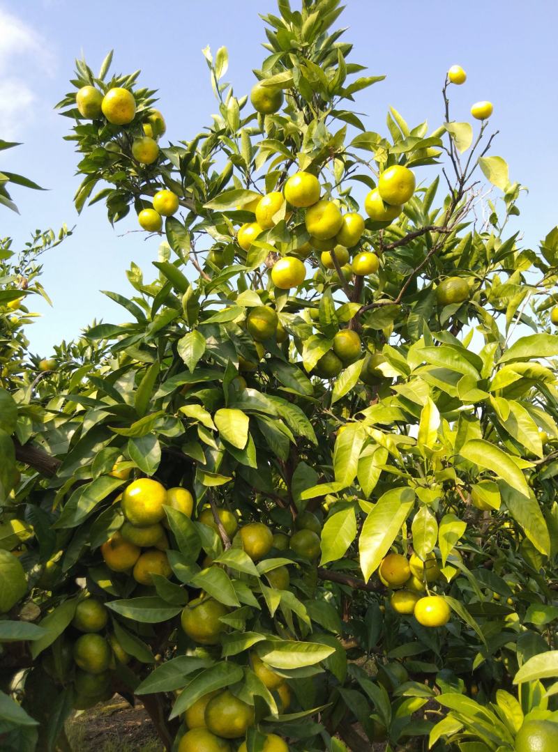 东海岸百万亩柑橘种植基地