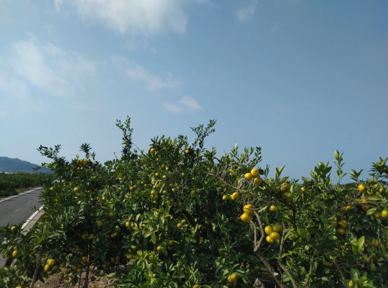 东海岸百万亩柑橘种植基地