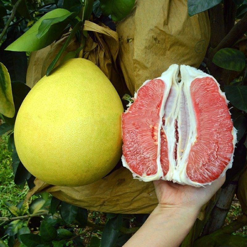 蜜柚：红心柚白心柚三红柚皮薄汁多肉嫩产地直发量大从优