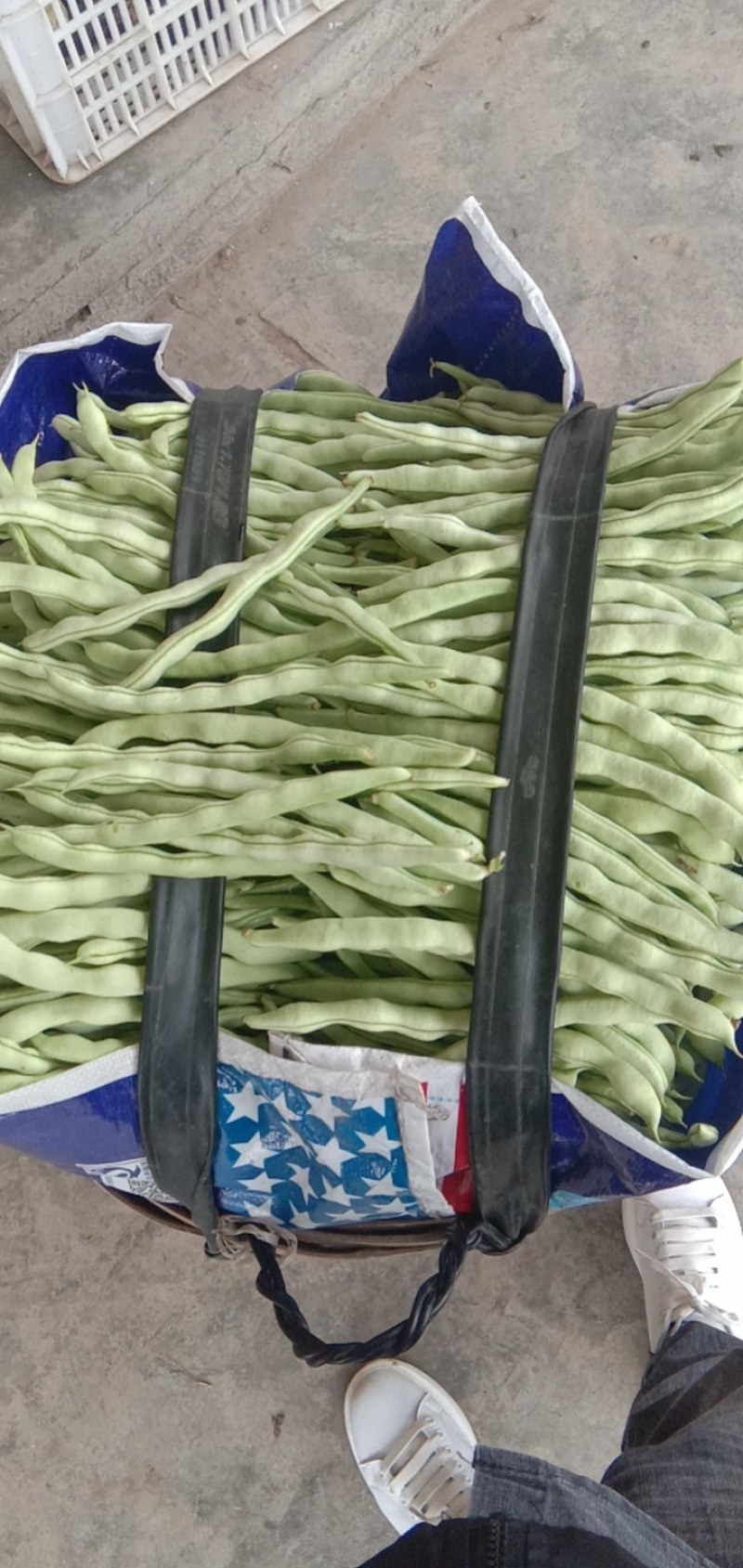 【白芸豆】百亩基地天天有货，自产自发，本人诚信代办