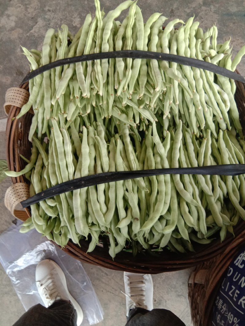 【白芸豆】百亩基地天天有货，自产自发，本人诚信代办