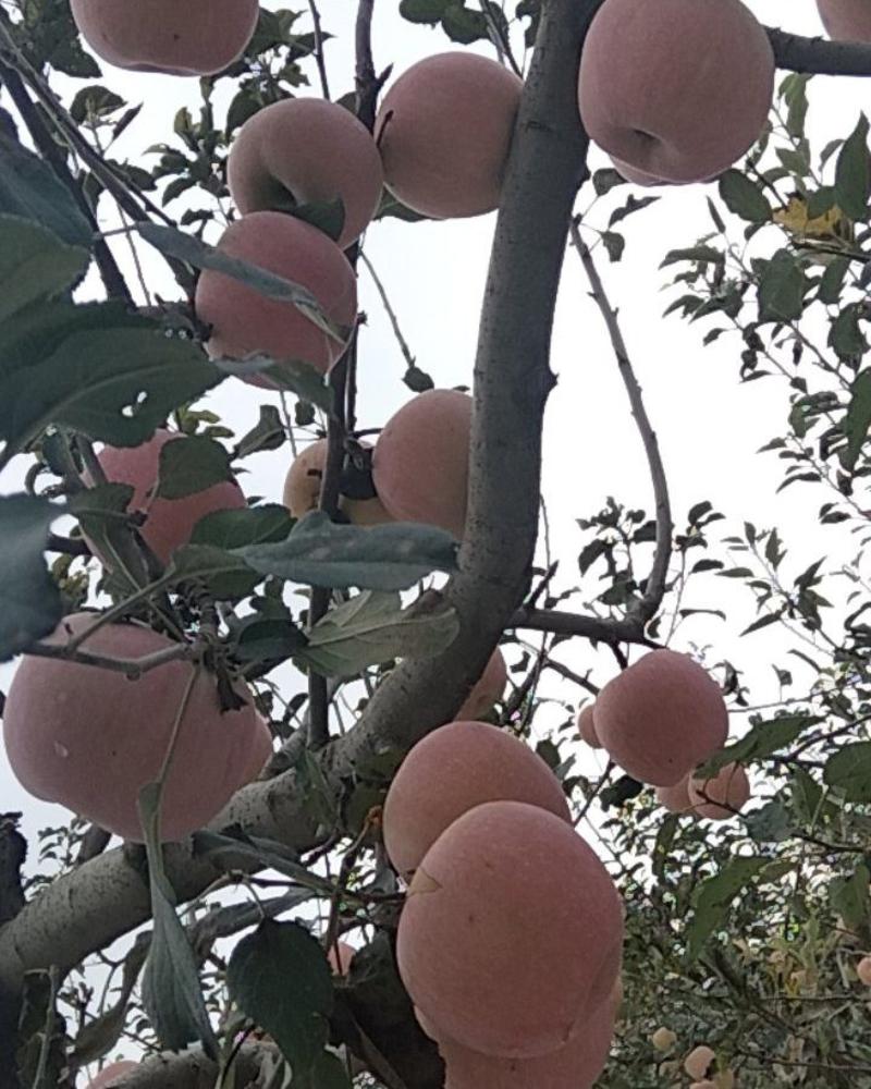 陕西省咸阳地区礼泉县新时乡附近纸袋红富士苹果
