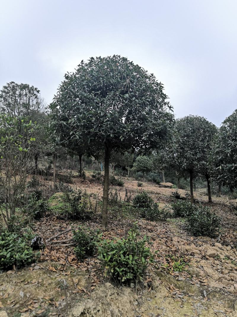 桂花10公分