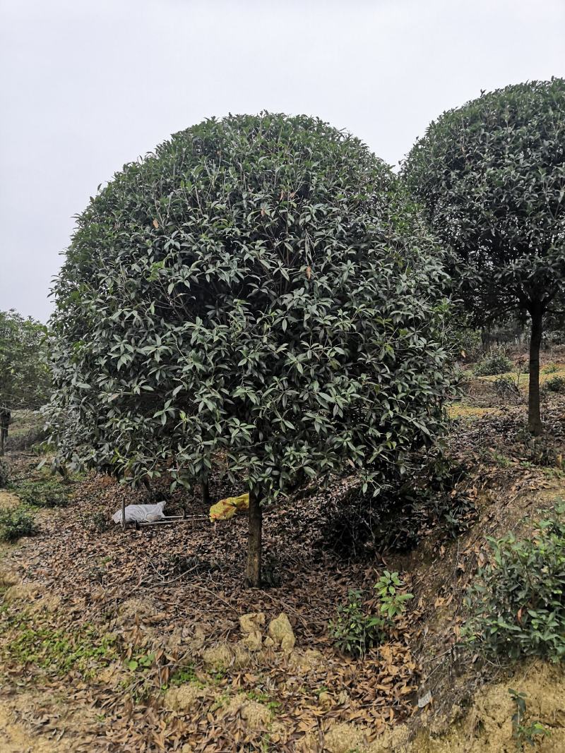 桂花10公分