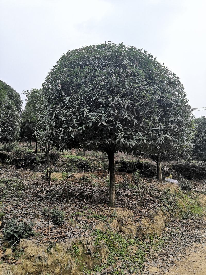 桂花10公分