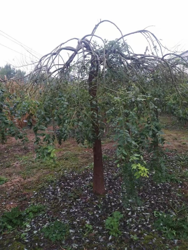 处理:龙爪槐6公分8公分10公分12公分龙爪槐