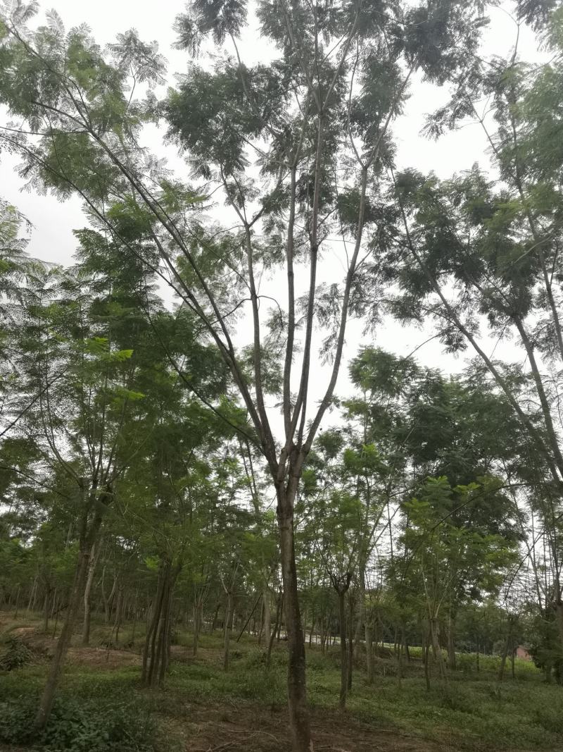 蓝花楹普通树型20公分