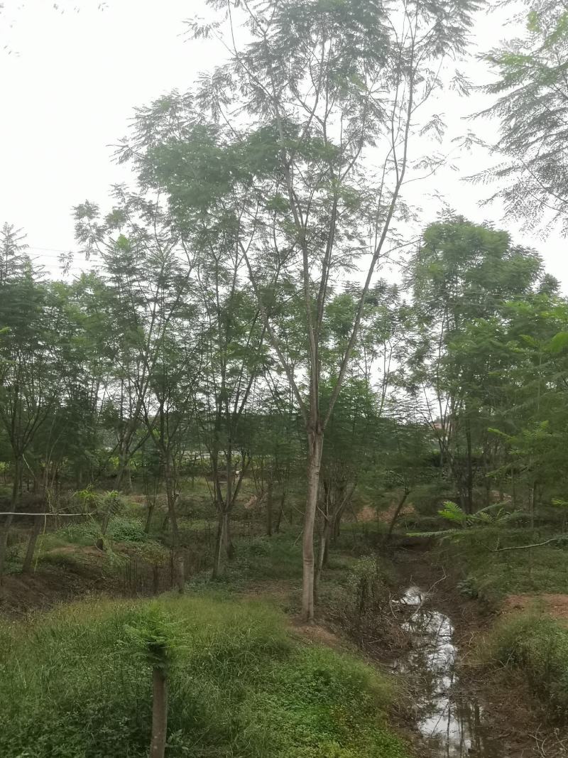 蓝花楹普通树型20公分