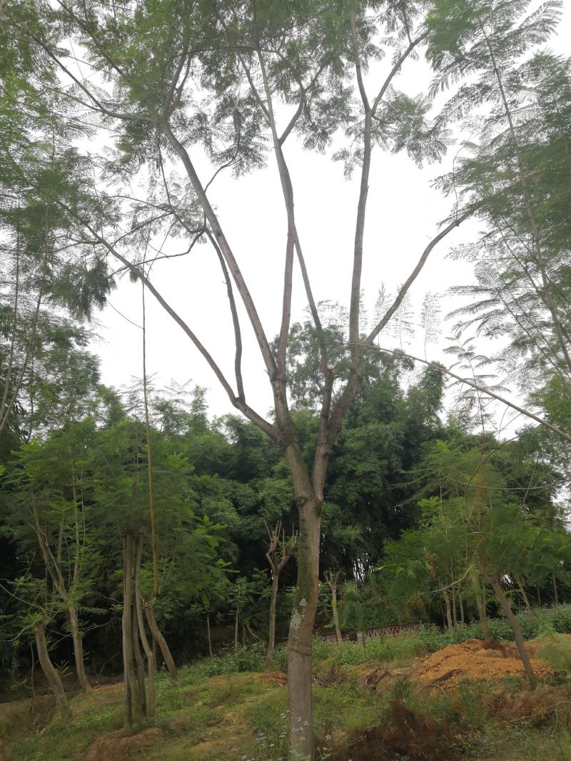 蓝花楹普通树型20公分