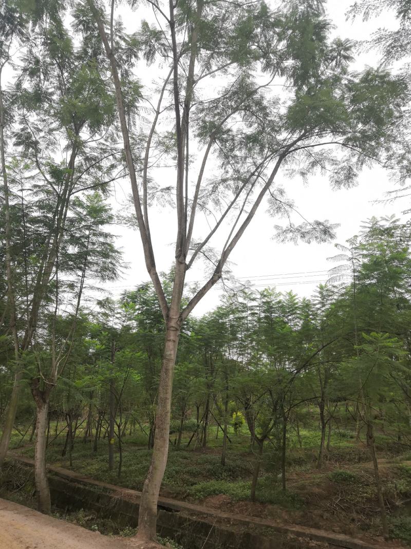 蓝花楹普通树型20公分