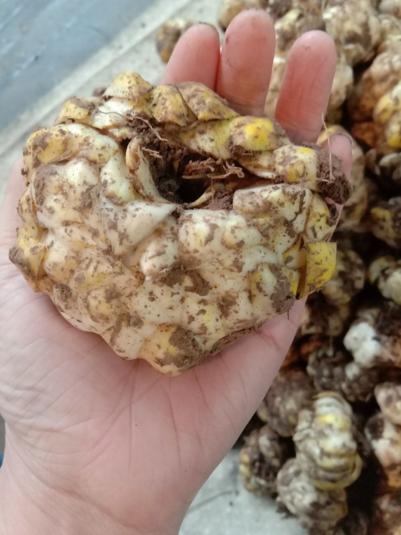 独头药食两用鲜白合