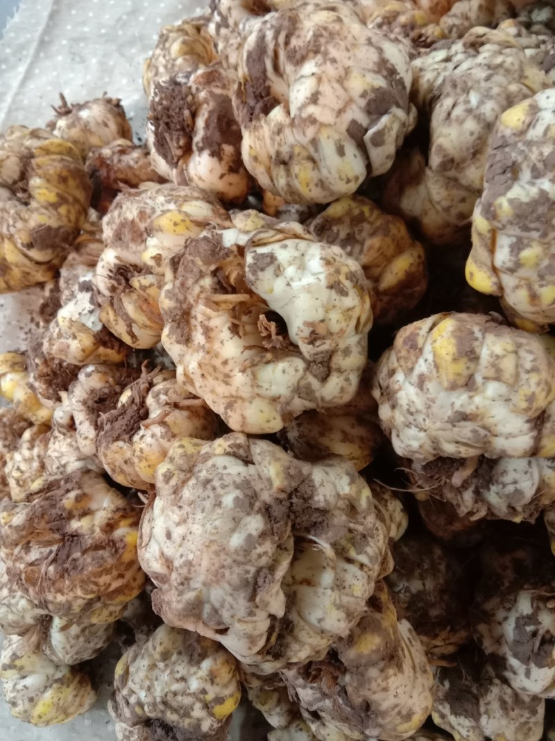 独头药食两用鲜白合