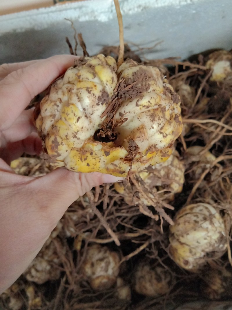 独头药食两用鲜白合