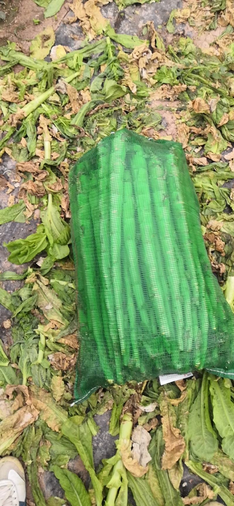 圆叶青笋，甘肃金昌圆叶莴笋大量上市，欢迎各位老板咨询下单