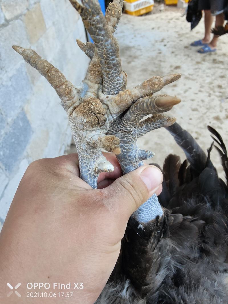 160天老鸡，玉米粒