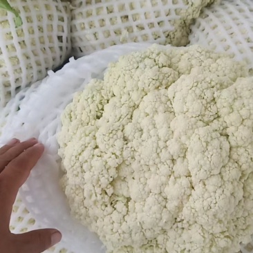 精品有机花菜大量上市，品质保证，价格优惠