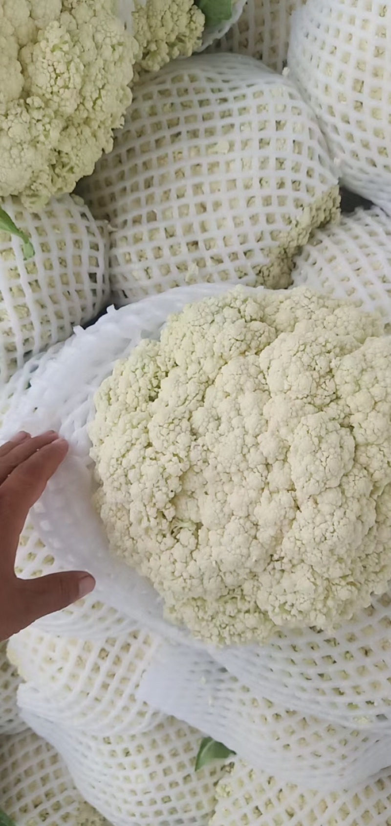 精品有机花菜大量上市，品质保证，价格优惠