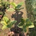 富贵榕苗黄金榕树室内观赏植物彩叶树苗富贵榕树苗
