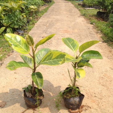 富贵榕苗黄金榕树室内观赏植物彩叶树苗富贵榕树苗