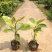 富贵榕苗黄金榕树室内观赏植物彩叶树苗富贵榕树苗