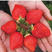 草莓苗现挖草莓苗优质脱毒草莓苗章姬美十三奶油