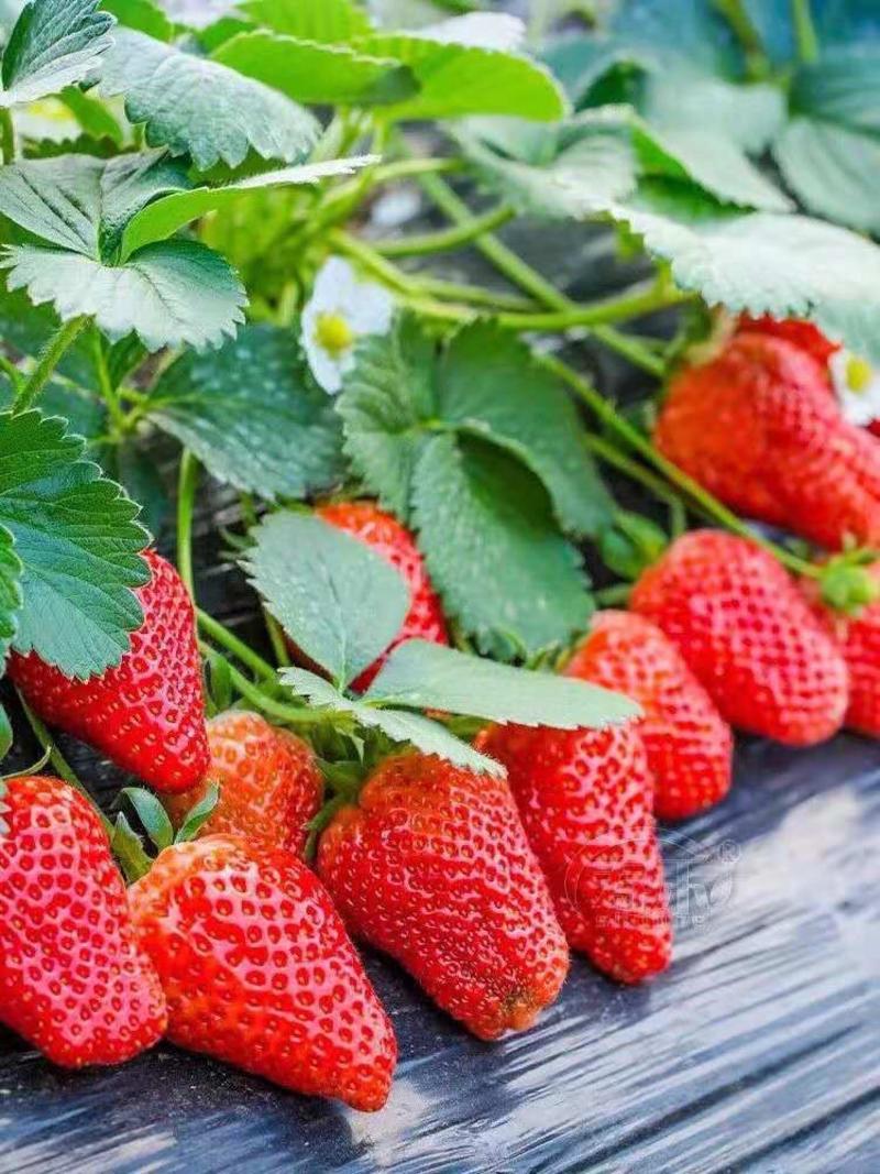 草莓苗现挖草莓苗优质脱毒草莓苗章姬美十三奶油