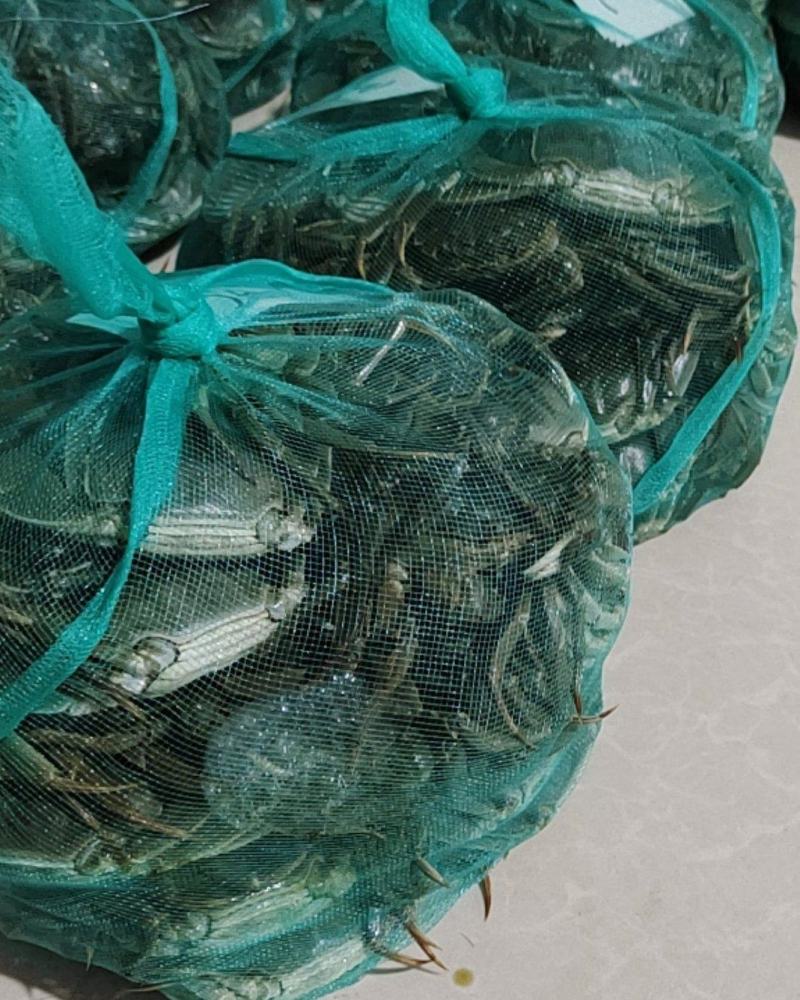 清水大闸蟹质量好成活率高